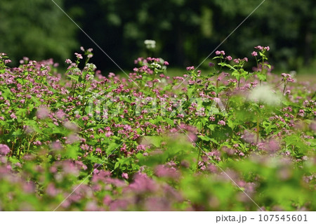 赤ソバの花畑に白いソバの花 107545601