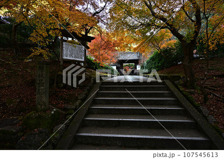 京都の紅葉 107545613