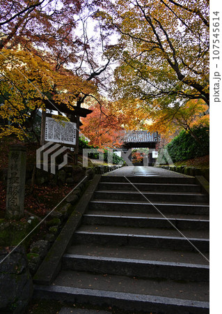 京都の紅葉 107545614