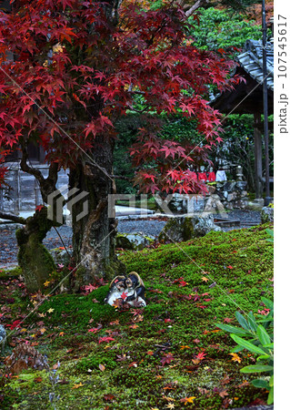京都の紅葉 107545617