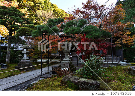 京都の紅葉 107545619