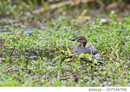 抱卵するカイツブリ 107546706