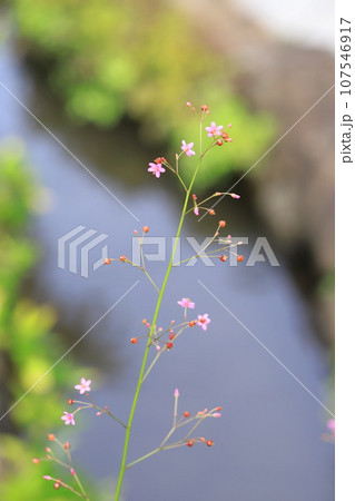 ピンク色の小さな爆蘭(ハゼラン)の花 ピンク色の小さな爆蘭(ハゼラン)の花 107546917