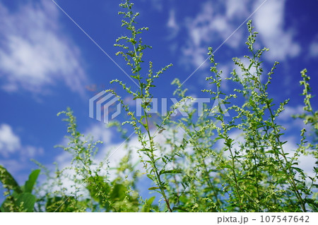 秋空背景・野草を見上げる 秋空背景・野草を見上げる 107547642