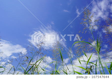 秋らしい野草・セイバンモロコシを見上げる 秋らしい野草・セイバンモロコシを見上げる 107547644
