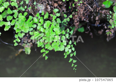 水辺の蓬莱羊歯(ホウライシダ) 水辺の蓬莱羊歯(ホウライシダ) 107547865