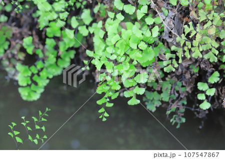 水辺の蓬莱羊歯（ホウライシダ） 107547867