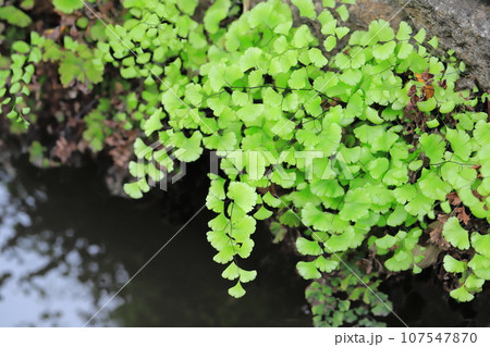 水辺の蓬莱羊歯（ホウライシダ） 107547870