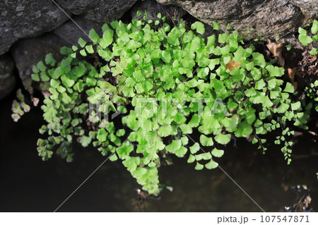 水辺の蓬莱羊歯（ホウライシダ） 107547871