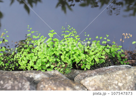 水辺の蓬莱羊歯(ホウライシダ) 水辺の蓬莱羊歯(ホウライシダ) 107547873