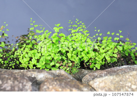 水辺の蓬莱羊歯（ホウライシダ） 107547874