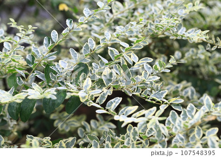 枝を伸ばすシルバープリペット（or シルバープリベット）　 107548395
