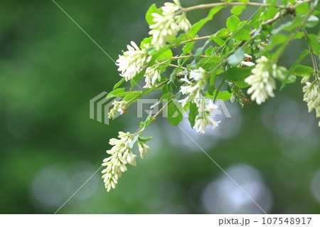 白い花をつけた水蠟の木（イボタノキ） 107548917