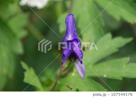 トリカブトの花 トリカブトの花 107549176