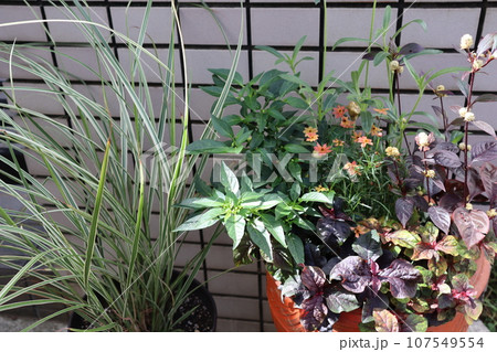 玄関前の秋の花寄せ植え&寄せ鉢 玄関前の秋の花寄せ植え&寄せ鉢 107549554