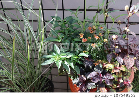 玄関前の秋の花寄せ植え&寄せ鉢 玄関前の秋の花寄せ植え&寄せ鉢 107549555