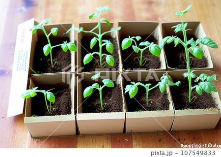 Tomato seedlings.The seedling of the bushes of tomatoes of different varieties. Sown tomatoes in cardboard peas with peat content. Tomato seedlings.The seedling of the bushes of tomatoes of different varieties. Sown tomatoes in cardboard peas with peat content. 107549833