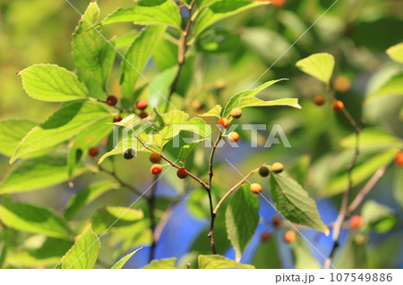 小さな赤い実をつけた榎木（エノキ） 107549886