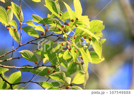 小さな赤い実をつけた榎木(エノキ) 小さな赤い実をつけた榎木(エノキ) 107549888