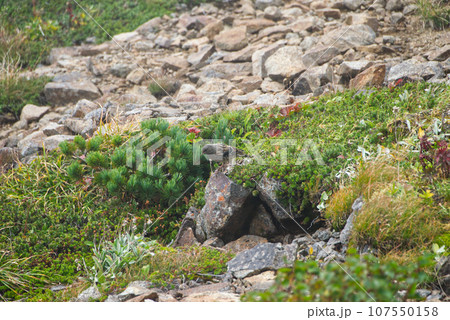 イワヒバリ 107550158