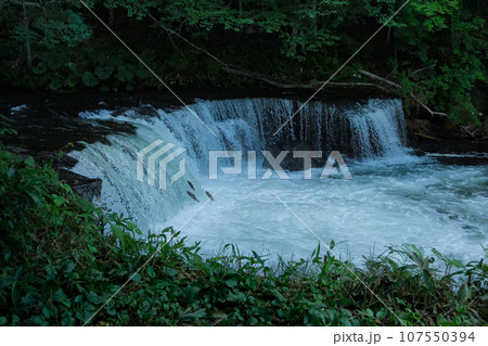 桜の滝を登るサクラマス  北海道清里町 107550394