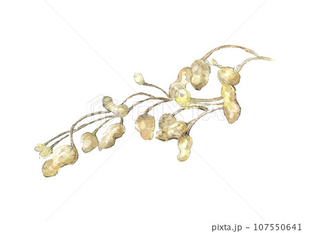 水彩で描いた掘り出しばかりの落花生 手描きのイラスト 白バック 107550641