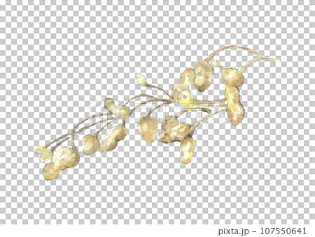 水彩で描いた掘り出しばかりの落花生 手描きのイラスト 白バック 107550641