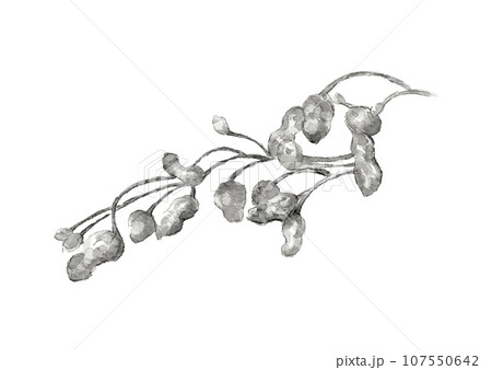 水墨画風水彩で描いた掘り出しばかりの落花生 手描きのモノトーンイラスト 白バック 107550642