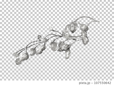 水墨画風水彩で描いた掘り出しばかりの落花生 手描きのモノトーンイラスト 白バック 107550642