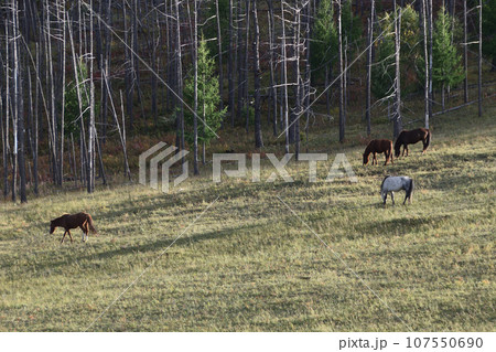 草原で草を食む馬たち 107550690