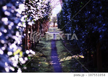 木々に囲まれた一本の小道 107551058