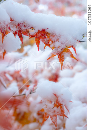 雪の中のモミジ 107551066