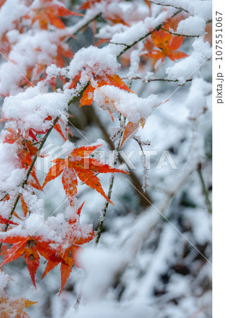 雪の中のモミジ 雪の中のモミジ 107551067