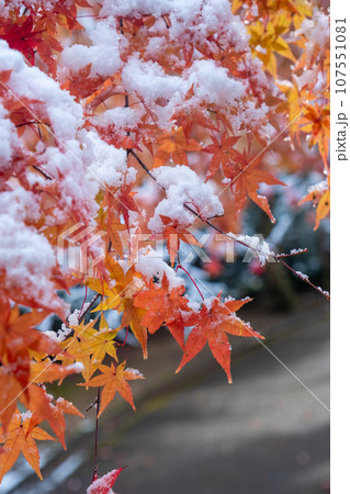 雪の中のモミジ 107551081