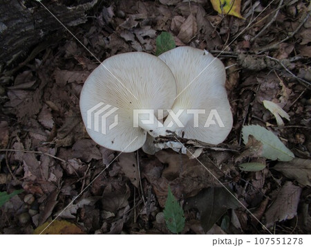 ヒラタケ 107551278