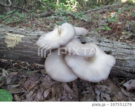 ヒラタケ 107551279