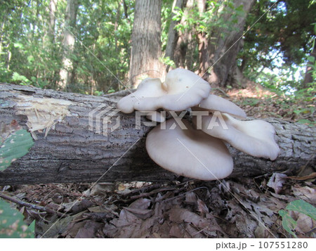 ヒラタケ 107551280