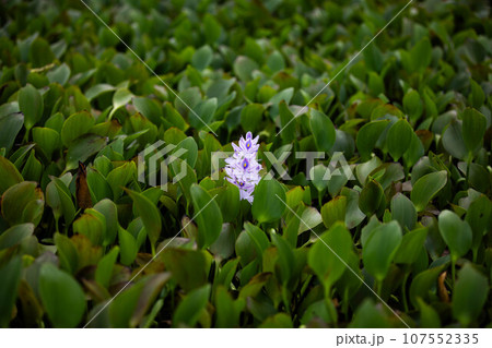 ホテイアオイの花 ホテイアオイの花 107552335