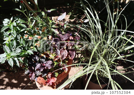 秋の花寄せ植え＆寄せ鉢 107552384