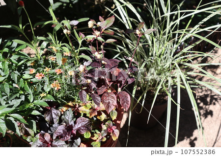 秋の花寄せ植え＆寄せ鉢 107552386
