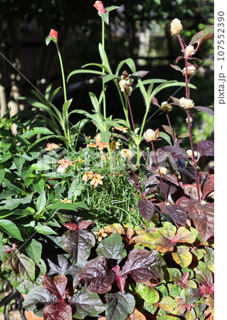秋の花寄せ植え 秋の花寄せ植え 107552390