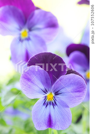 紫色のパンジー スミレ クローズアップ 明るい背景 紫色のパンジー スミレ クローズアップ 明るい背景 107552606