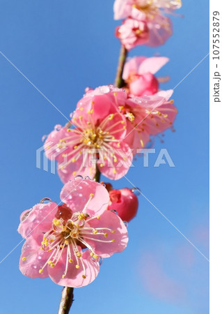 紅梅　ピンク色の梅の花　快晴の朝日を浴びて　早春 107552879