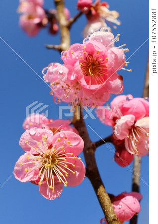 紅梅　ピンク色の梅の花　快晴の朝日を浴びて　早春 107552881