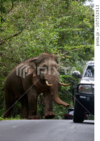 beautiful male ivory elephant in KhaoYai National Park, one of the most important natural sanctuaries in Thailand. beautiful male ivory elephant in KhaoYai National Park, one of the most important natural sanctuaries in Thailand. 107552913