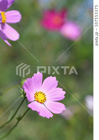 コスモスの花 コスモスの花 107553375