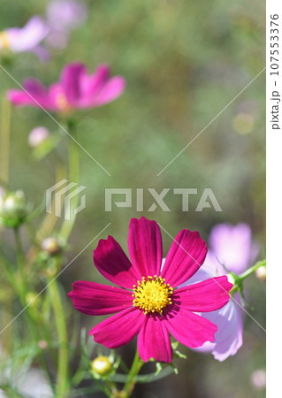 コスモスの花 コスモスの花 107553376