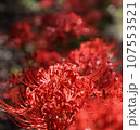群生する彼岸花をアップ 107553521