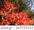 下から見上げる彼岸花 107553522