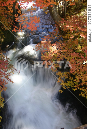 秋の奥日光の紅葉 107553613